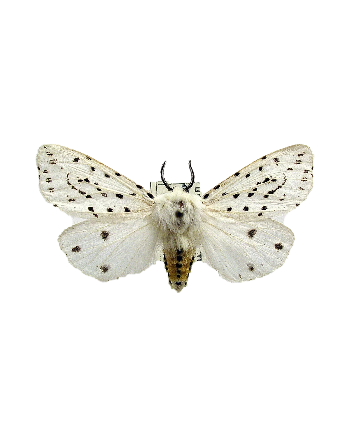 White ermine moth, pinned specimen — white with black speckling, feathery antennae