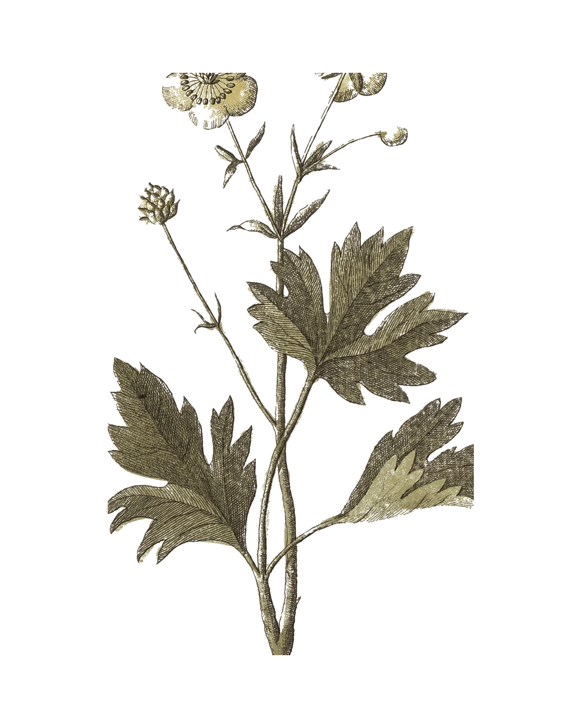 Ranunculus acris — engraved botanical plate, 1794